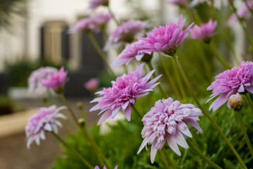 pink flowers in the garden