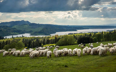 Sheep in a meadow in spring against the backdrop of the Czorsztynskie lake in Pieniny, Malopolskie, Poland