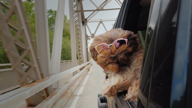 A car with a dog that looks out of the window is moving across the bridge