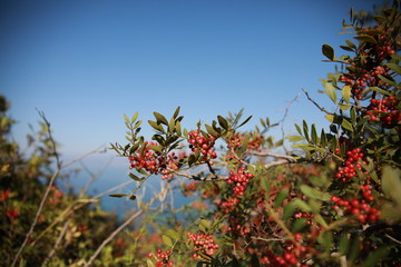 red berries on a tree