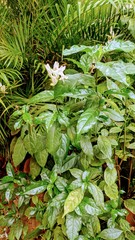 Un Verde Renacimiento