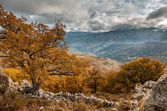 Old oak with golden foliage in mountains of Corsica