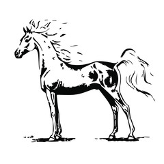 Hand drawn horse vector isolated on a transparent background