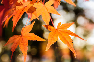 秋イメージ　紅葉の葉