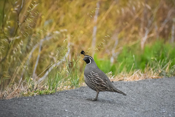 California Quail standing on the side of a road.