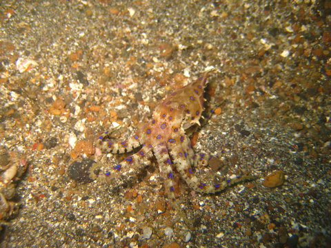 Blauring-Oktopus