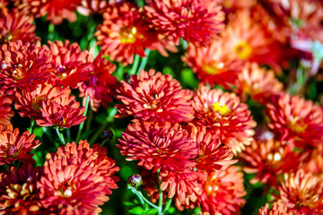 Bouquet of red chrysanthemums shot close-up