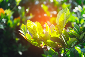Obraz premium Save the planet. Ecology and plants.Fresh green bush plants in the sunlight in summer