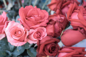 rose flower is vivid texture background