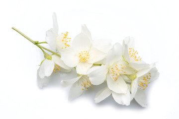 Blooming jasmine flowers isolated on white background.