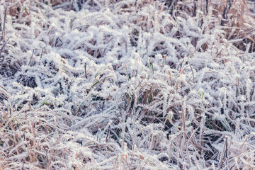 Dry and frozen plants on the meadow at sunny winter morning time.