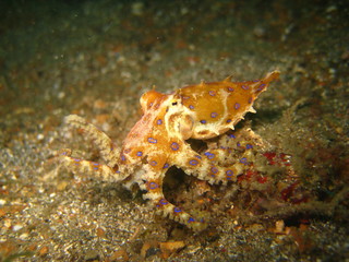 Fototapeta na wymiar Blauring-Oktopus