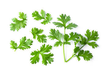 Green coriander leaves close-up, isolation on a white background