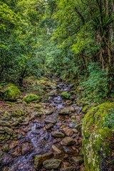 Minimura Rainforest, NSW, Australia