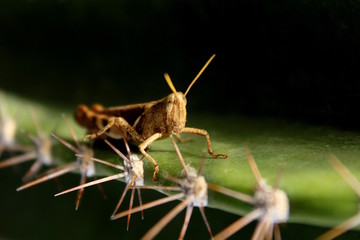 Grasshopper
