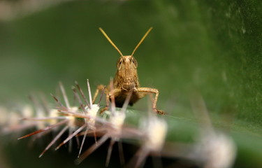 Grasshopper