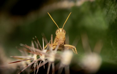 Grasshopper