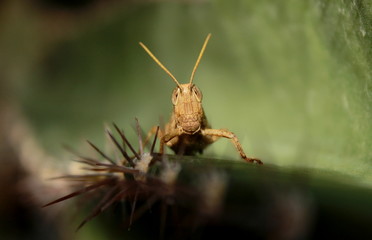 Grasshopper