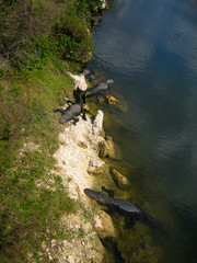 Alligators laying on the shore