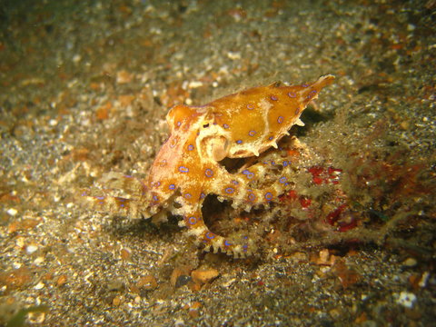 Blauring-Oktopus