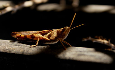 Grasshopper