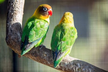 Colorful parrots in a cage at a zoo.