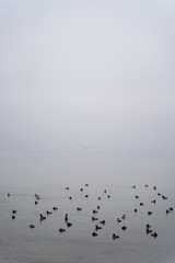 flock of birtsin sea lake cloudy sky