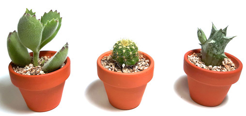 Succulent plant and cactus  in a pot made of soil