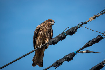 Black kite on electric wire
