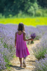 Pretty little girl walking in the flowering lavender field and gathering flowers.