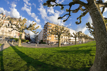 Aleja drzew w Genewie nad jeziorem Genewskim, Szwajcaria © danielszura