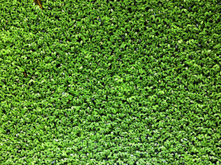 Common Duckweed, a tiny aquatic plant covering on the water can use as background or texture