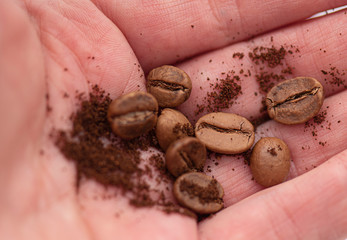 Coffee Beans and Coffee Powder in Hand