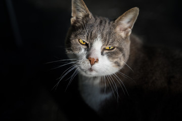 portrait of a cat witz hyptnotizing eyes