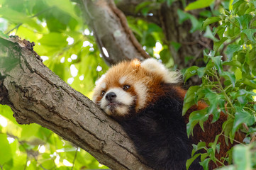 くつろぐレッサーパンダ