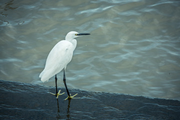 Waterside white heron