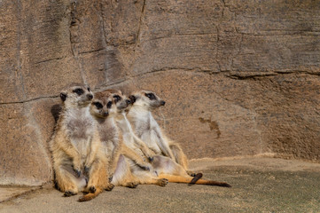 ひなたぼっこするミーアキャットたち