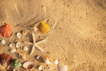 Summer time concept with sea shells and starfish on the beach sand  background with the sunlight goes down. free space for your decoration Top view.