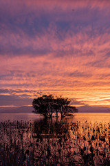 Obraz premium 水中木