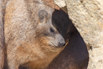 ケープハイラックス