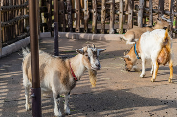 ピグミーゴート