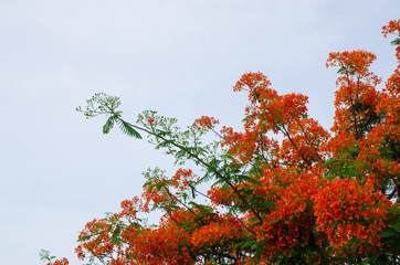 Peacock flowers in the park with clear sky background