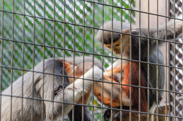 アカアシドゥクラングールの家族