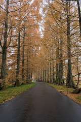 road in the forest