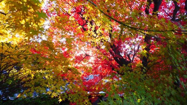 colorful Leave landscape view in during Autumn in east asian country
autumn leaves in Japan and South korea