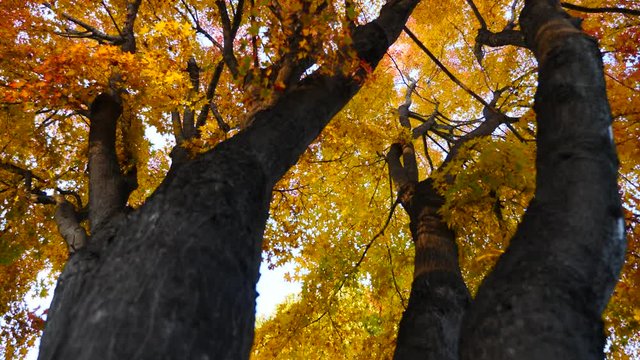 colorful Leave landscape view in during Autumn in east asian country
autumn leaves in Japan and South korea