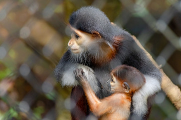 アカアシドゥクラングールの親子