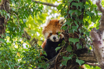 木登りレッサーパンダ