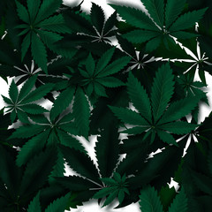 Cannabis leaves on a white background, pattern