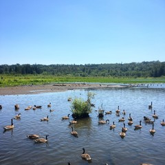 A group of Canada Goose swimming in Burnaby Lake Regional Nature Park, British Columbia on a sunny day.